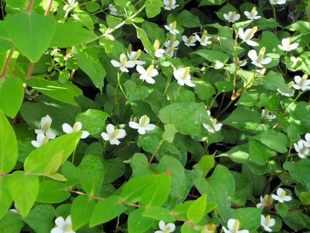 どくだみの効能 Garden Memo うちにおいで