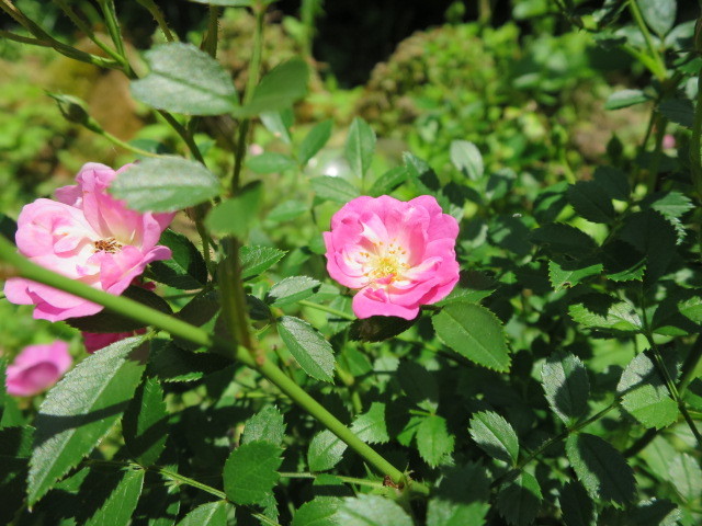 ミニバラ ほほえみ Garden Memo うちにおいで